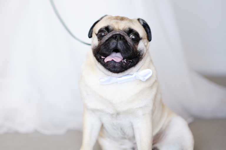 servicios para bodas, celebraciones, cuidador perro, fiestas