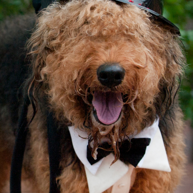 Dog in wedding